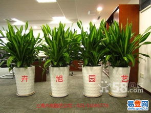 绿意盎然，优雅随行 普陀武宁路易登网花卉租赁服务，为空间注入自然活力